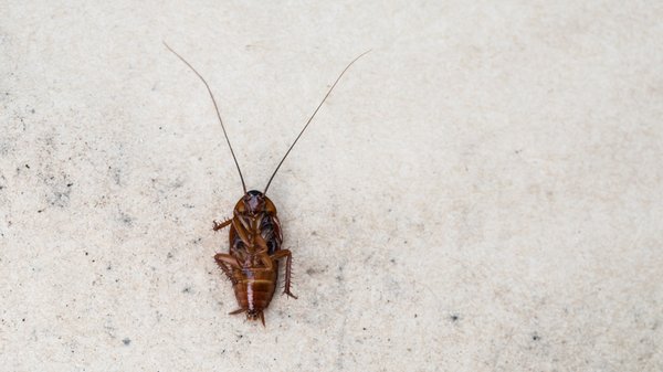 Les blattes : un danger pour votre santé et votre hygiène