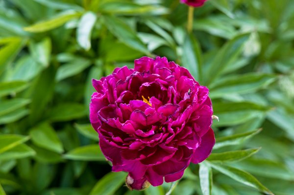 Pourquoi utiliser un saturateur écologique pour son bardage bois ?